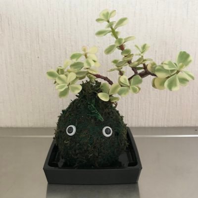 chihiro1024121's profile picture. 生きるのむずかしいです。 無言フォローすみません。DM×です。 #複雑性PTSD/#解離性同一性障害/ #メニエール