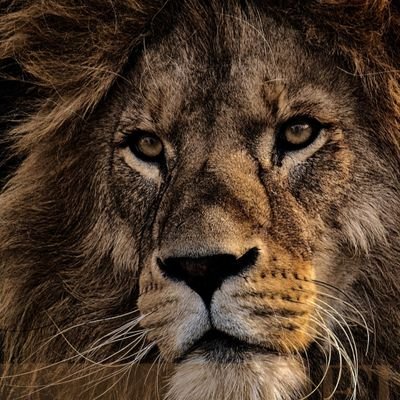 Ninguém o despreze pelo fato de você ser jovem, mas seja um exemplo para os fiéis na palavra, no procedimento, no amor, na fé e na pureza.❤️🔥❤️🔥