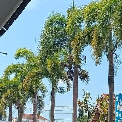 zhavin127's profile picture. man jadda WA jadda🤲