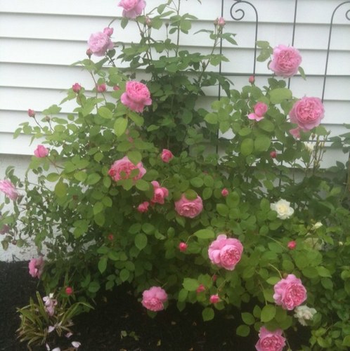 jerseygirl108's profile picture. Real Housewife of New Jersey! God Bless.