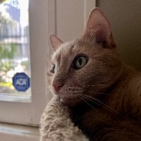 quacks (@quackstf) 's Twitter Profile