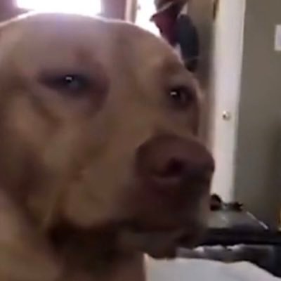 BoogieMeer's profile picture. I’m a Tekken and Guilty Gear player