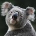 A Wild Koala Appeared! (@unclekoala42069) Twitter profile photo A Wild Koala Appeared! (@unclekoala42069) Twitter profile photo