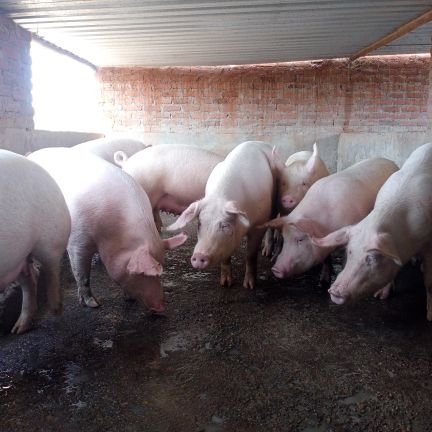 PigFarm84420703's profile picture. Farmer hustler father