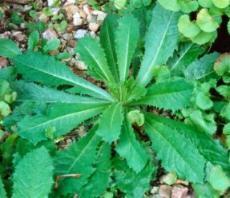 WildLettuce1's profile picture. Looking to Buy Wild Lettuce or find the best Lactuca verosa source?  Learn about wild lettuce extract, prickly lettuce and where to buy lactuca.