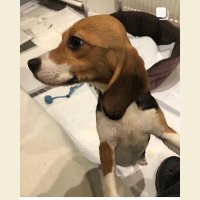 vegangirl_fortheanimals🌱 (@sam_mie_j) 's Twitter Profile Photo vegangirl_fortheanimals🌱 (@sam_mie_j) 's Twitter Profile Photo