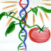 Fragkostefanakis Lab (@hotplant1) 's Twitter Profile