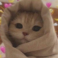 Hala Belasy (@halaahmed041022) 's Twitter Profile