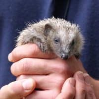 uoehedgehogs(@uoehedgehogs) 's Twitter Profile Photo