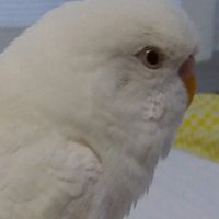 TAIKI🐤 (@taiki_toppoy) 's Twitter Profile Photo