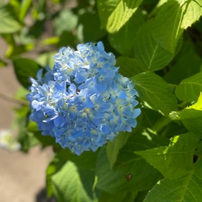 石鹸を作るのがささやかな楽しみ。動物や海・川・苔・森林等風景写真や花が好き。 好物の文房具系やラジコンの事も呟きます