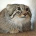 Notto (@5181otton) Twitter profile photo Notto (@5181otton) Twitter profile photo