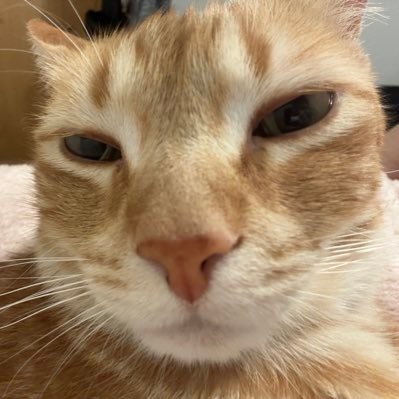 gaerspit's profile picture. coherencia escasa