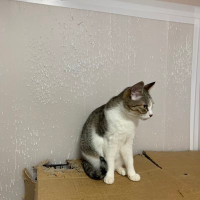 koma_me16's profile picture. 