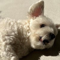 매우새운깡 (@spicy_shirmp) 's Twitter Profile