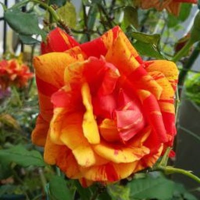 DIY・バラ・斑入植物が好きなおばさんです。かぎ針・輪針練習中。好き♪綺麗♪と思ったものにはおかまいなしに♥します。失礼があったら申し訳無いです。無言フォローもすみません…
チンチラ・カメ飼ってます☺
適応障害で休職中🛌