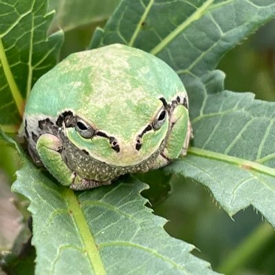 レベルさんのプロフィール画像