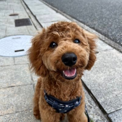 最近すっかりclubhouseとツイキャスにハマり、地声似さんの配信を楽しみにしております。 🎶 紙モノにとっぷりと沼に浸かっております。いろんな方の手帳術やデコを見させていただきセンスを磨いて行きたいと思います♪