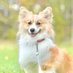 コーギー犬もこすけ (@mocosuke1106) Twitter profile photo コーギー犬もこすけ (@mocosuke1106) Twitter profile photo