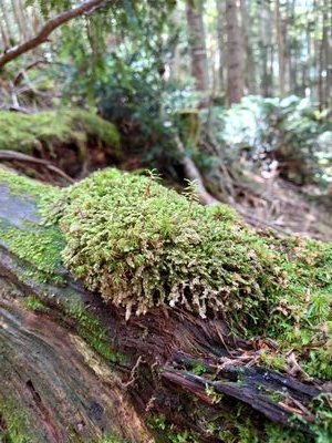 気まぐれに仕事中、就寝時は鍵垢にします。気軽にブロック派。
ウマ娘→引退馬→とねっこ→競走馬に興味有り。
マスクワクチンは適正利用。エロスピカルト宣伝は通報。捨て垢フォローもブロック。
暇空茜国家賠償請求訴訟勝訴←魔除け
ＲＰ多数。
一線を超えは魚拓通報します。意見の歩み寄りが無い方、意味不明キモい絡みは、ブロック。