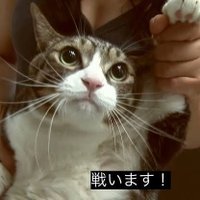 asmrboy (@adapwpapmt) Twitter profile photo