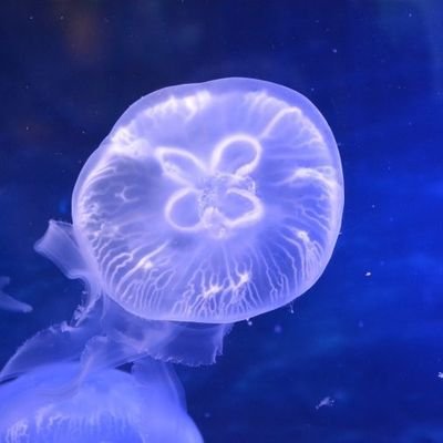 kurage_0113's profile picture. バンバンが親、WARが運命  🐯ｼｭﾛﾌを推してる🇮🇳垢/ 九龍城寨で🇭🇰にちょっと足湯してる
/最近は見てるだけ