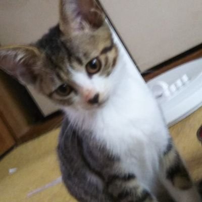 エロ､副業御断り❌猫、犬、動物好きです♥ハンドメイドやってます。楽しく話せる方来てね☺️ママだよ。