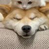 谢不肉 (@xieburo82236469) 's Twitter Profile
