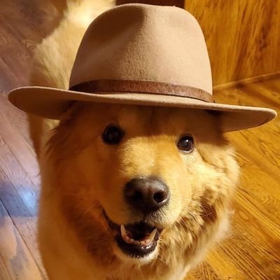 DoggoDrill's profile picture. 