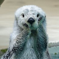 아스크림 (@sisaem_1222) 's Twitter Profile Photo