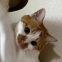 かっちんさん☆とチャッキーさん🐈(@ts53771124) 's Twitter Profile Photo