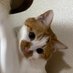 かっちんさん☆とチャッキーさん🐈 (@ts53771124) Twitter profile photo かっちんさん☆とチャッキーさん🐈 (@ts53771124) Twitter profile photo