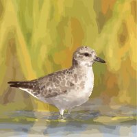 AudubonHiltonHead (@audubonhhi) Twitter profile photo