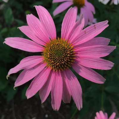 cmarietobin's profile picture. 