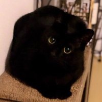 kuroneko (@tonytony0110) 's Twitter Profile
