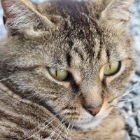 Mure Isabelle (@mureisabelle) 's Twitter Profile