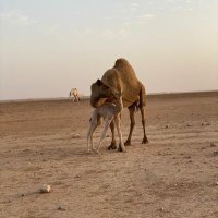 Abdullahi (@mrabdoull) 's Twitter Profile