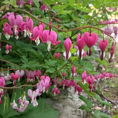 rcan2550's profile picture. 