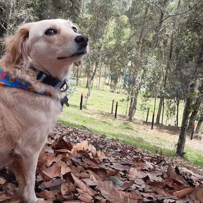 AYUDAMOS Y ACOGEMOS A PELUFOS ABANDONADOS Y DEJADOS A SU SUERTE.  

SI TU ADOPTAS UN PELUFITO, NO LO ESTAS SALVANDO, EL/ELLA TE ESTA SALVANDO A TI
RECUÉRDALO