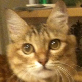 fchiro63's profile picture. ハワイとスキーと温泉を愛する、ただのおっさんです。