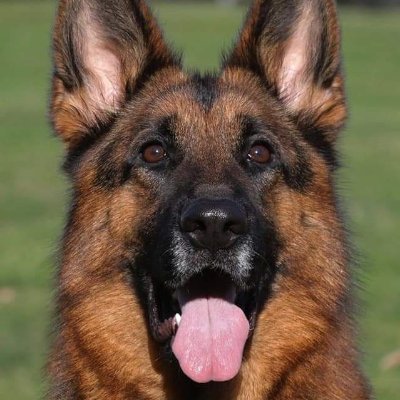 Zwinger von Himmel is a High Quality West German Shepherd Breeder and Trainer. Available Trained German Shepherds. Our Website: https://t.co/huZR20oe4i