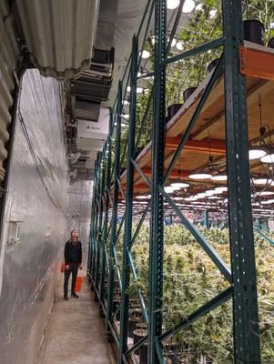 Acemhard's profile picture. Twitch - acemhard_