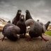 Nothing But Pigeons (@andyrewk_03) Twitter profile photo Nothing But Pigeons (@andyrewk_03) Twitter profile photo