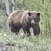 Bear the bull (@bjrnsve30147972) Twitter profile photo Bear the bull (@bjrnsve30147972) Twitter profile photo