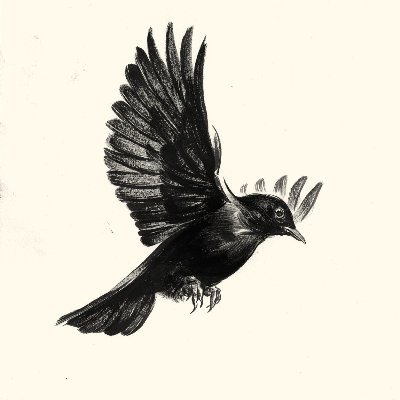 BlackBird 🍉🇵🇸