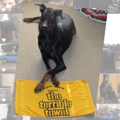 Boss Dawg Profile