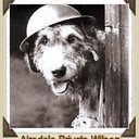 Seth Feldman - @gallopingjim - Twitter