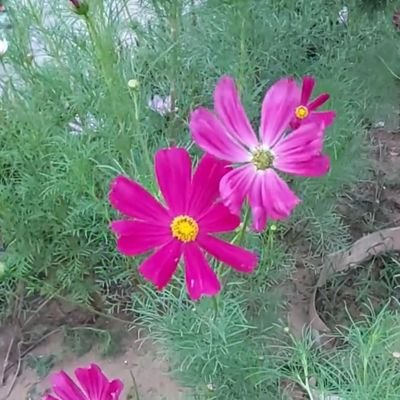 VitTuan1's profile picture. 