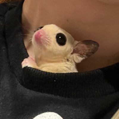 ⁞フクモモ𓄛⁞爬虫類𓆈 ⁞マカロニ🐭 ⁞INFJ-T🫧