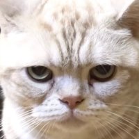 まおも (@pob_af) 's Twitter Profile